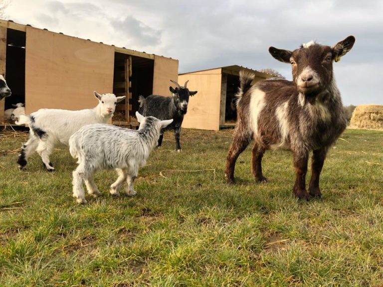 Beacon Farm Goats