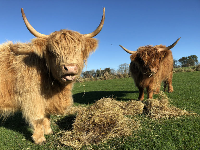 Cows at Beacon Farm, Whitby, North Yorkshire