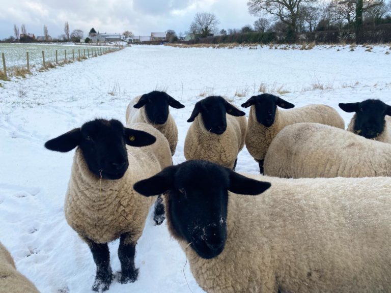 Sheep | Beacon Farm, Whitby, North Yorkshire